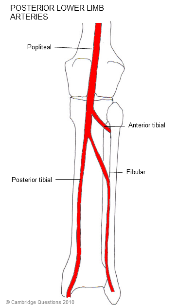 Lower Limb Blood Supply Flow Chart