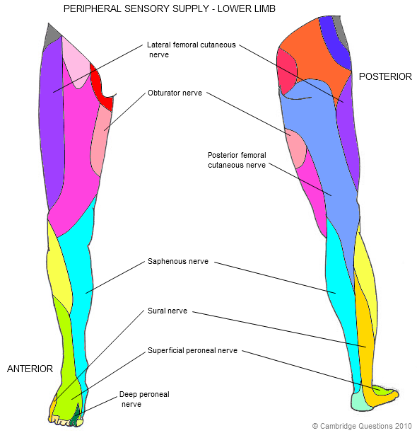 Myotomes Lower Limb Chart